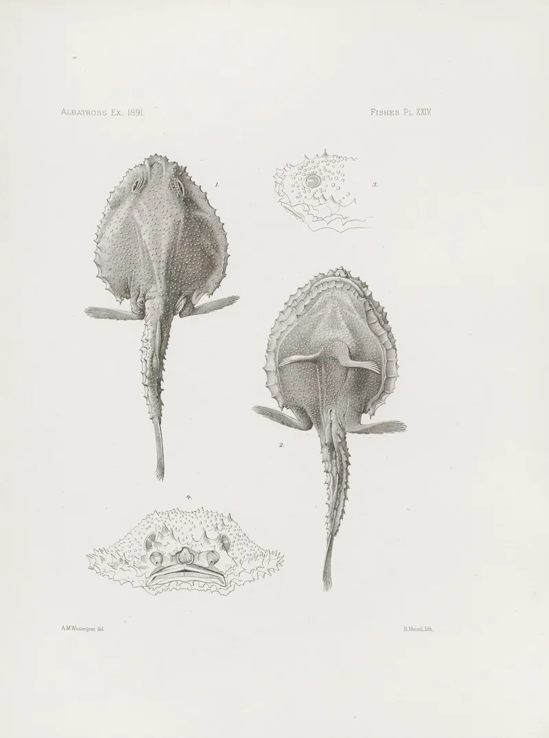 Memoirs Of The Museum Of Comparative Zoology At Harvard College Pl 24 Wall Art by Harvard University. Museum of Comparative Zoology - High-Resolution Digital Print