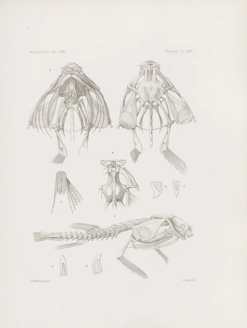 Memoirs Of The Museum Of Comparative Zoology At Harvard College Pl 26 Wall Art by Harvard University. Museum of Comparative Zoology - High-Resolution Digital Print