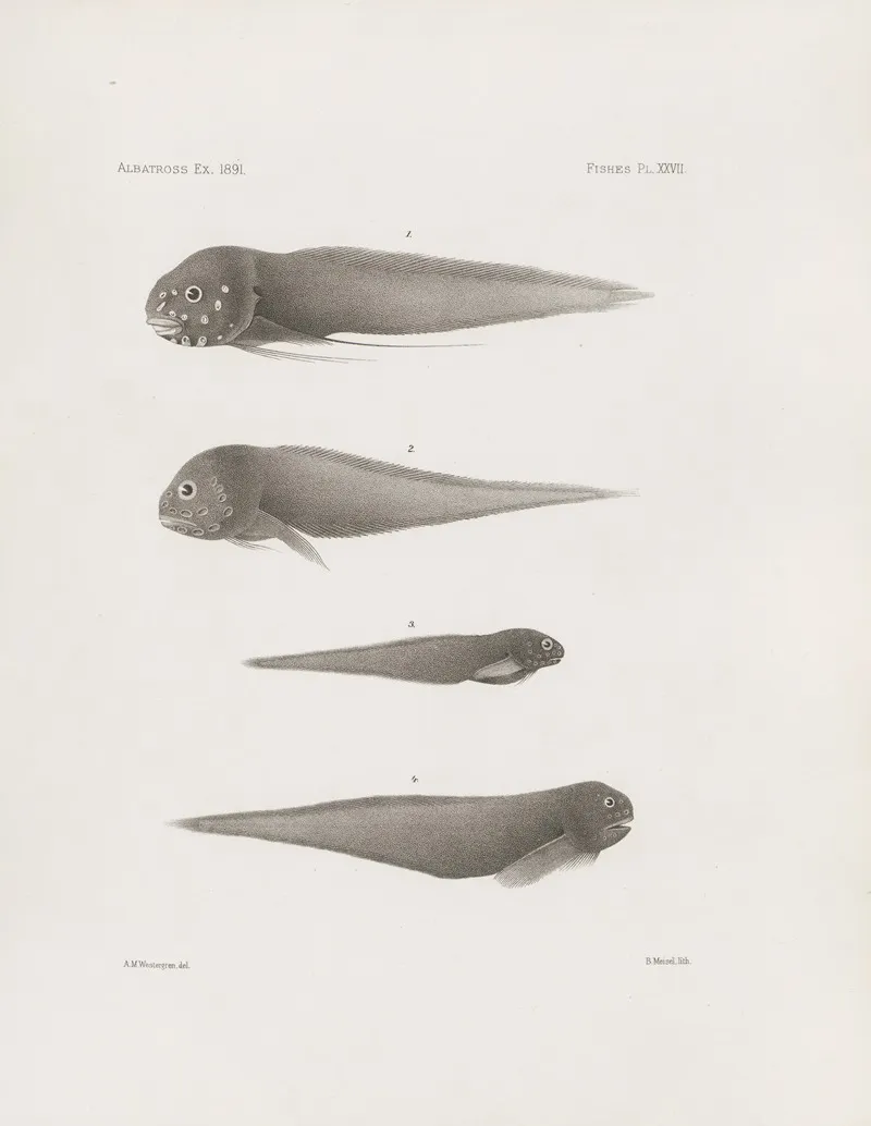 Memoirs Of The Museum Of Comparative Zoology At Harvard College Pl 27 Wall Art by Harvard University. Museum of Comparative Zoology - High-Resolution Digital Print