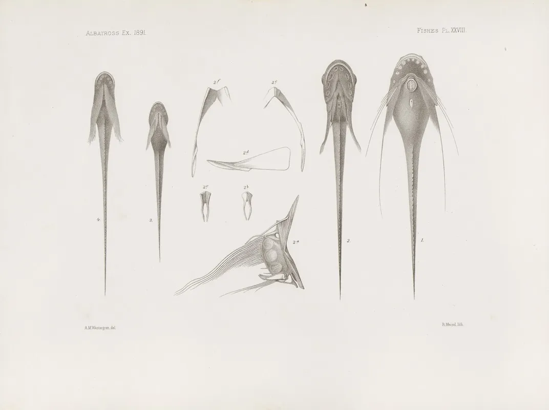 Memoirs Of The Museum Of Comparative Zoology At Harvard College Pl 28 Wall Art by Harvard University. Museum of Comparative Zoology - High-Resolution Digital Print