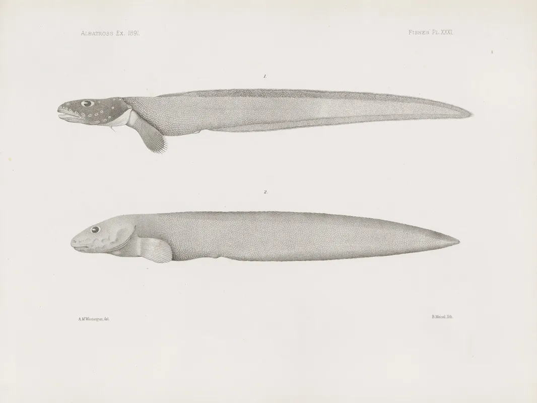 Memoirs Of The Museum Of Comparative Zoology At Harvard College Pl 31 Wall Art by Harvard University. Museum of Comparative Zoology - High-Resolution Digital Print