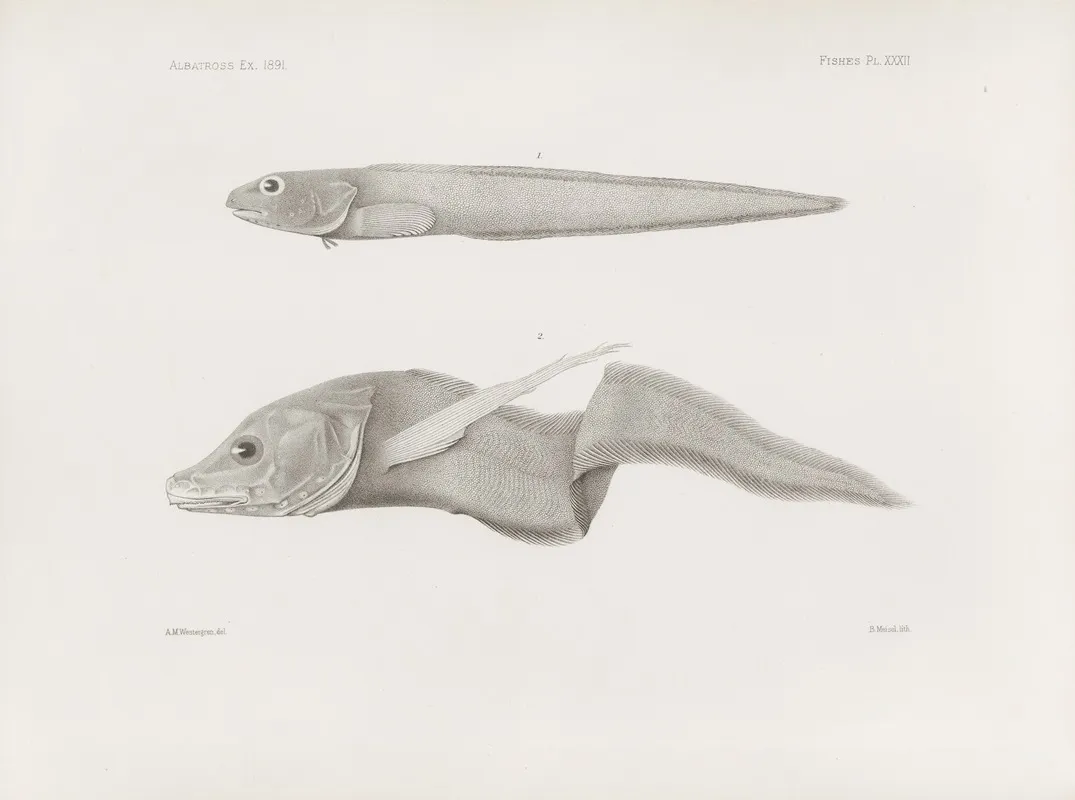 Memoirs Of The Museum Of Comparative Zoology At Harvard College Pl 32 Wall Art by Harvard University. Museum of Comparative Zoology - High-Resolution Digital Print