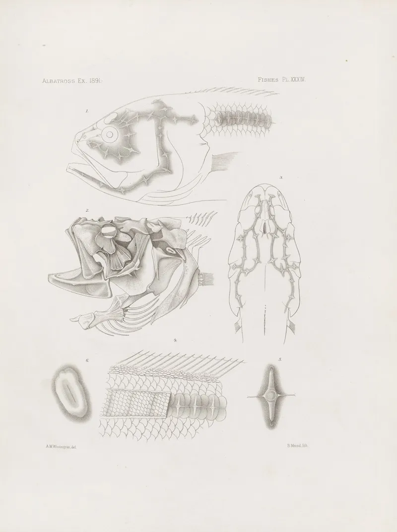 Memoirs Of The Museum Of Comparative Zoology At Harvard College Pl 34 Wall Art by Harvard University. Museum of Comparative Zoology - High-Resolution Digital Print