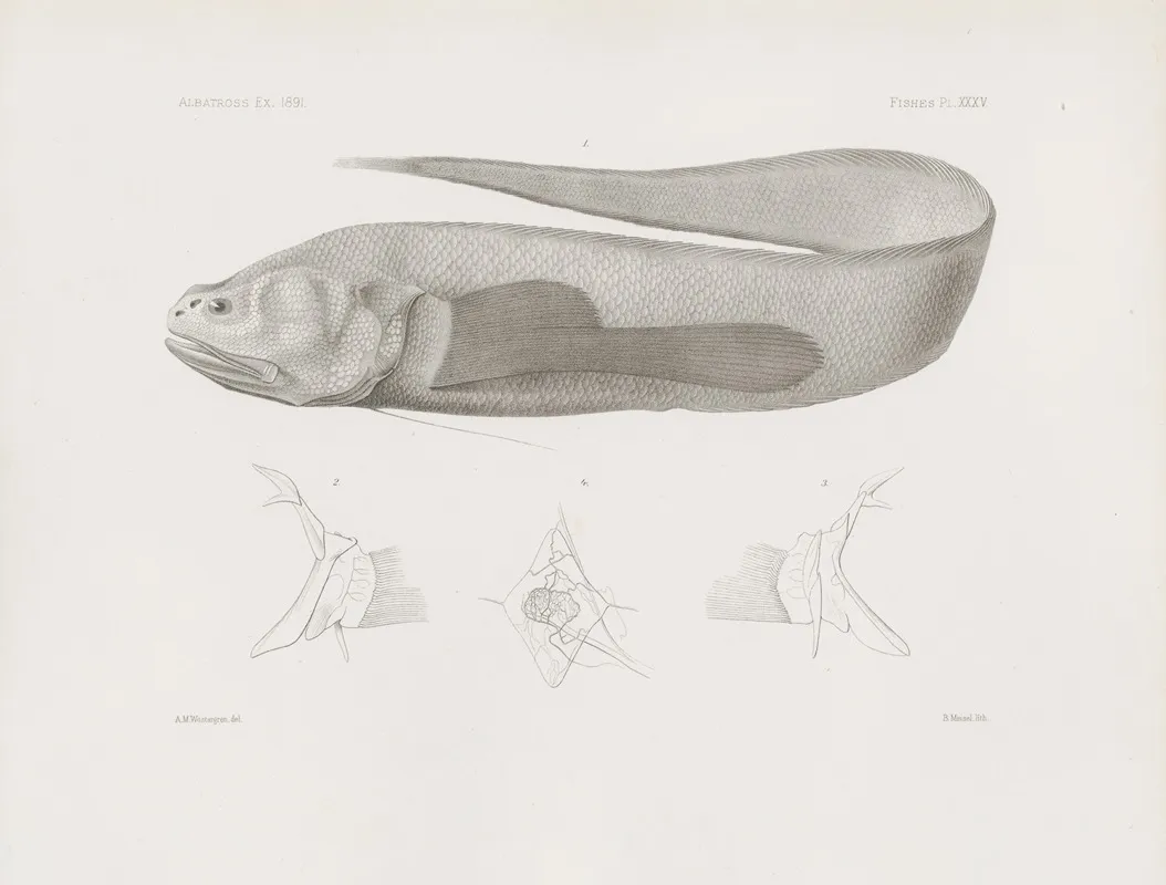 Memoirs Of The Museum Of Comparative Zoology At Harvard College Pl 35 Wall Art by Harvard University. Museum of Comparative Zoology - High-Resolution Digital Print