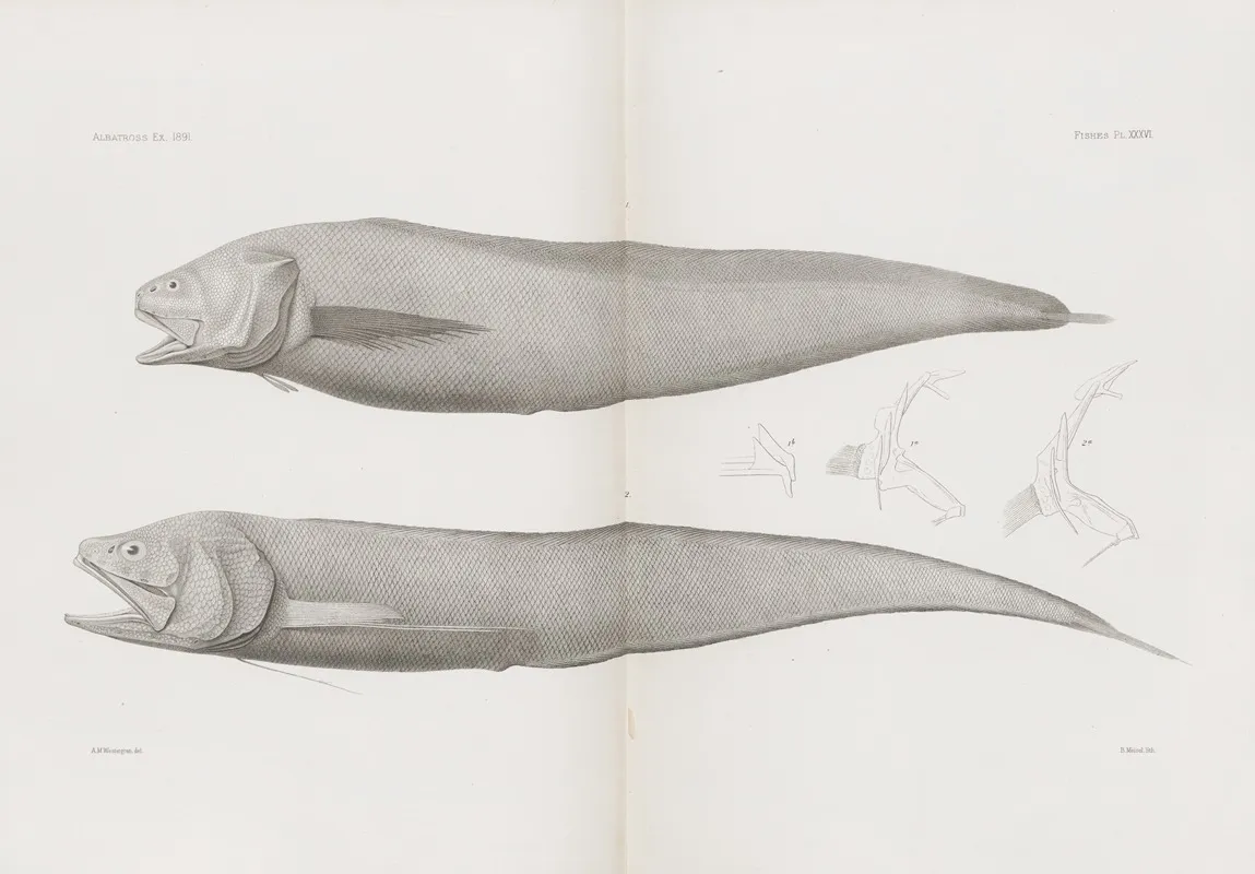 Memoirs Of The Museum Of Comparative Zoology At Harvard College Pl 36 Wall Art by Harvard University. Museum of Comparative Zoology - High-Resolution Digital Print