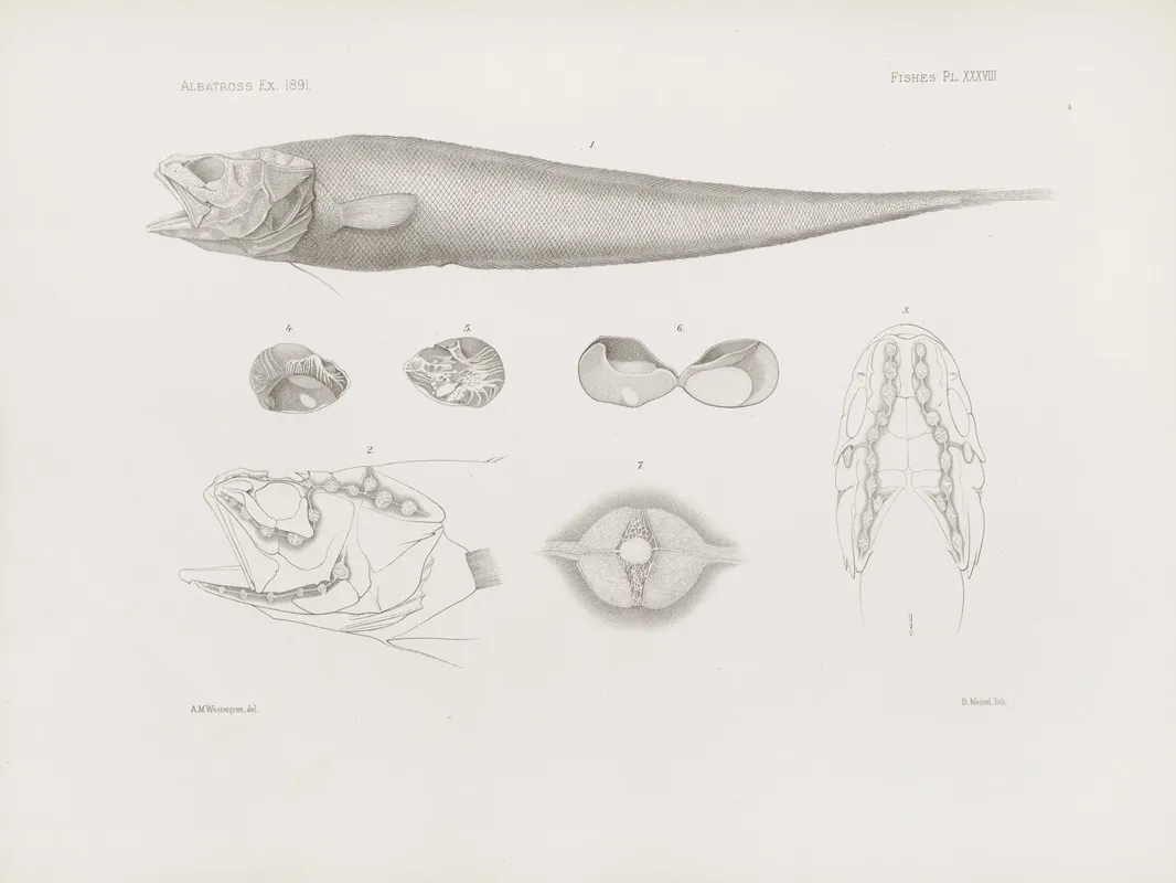 Memoirs Of The Museum Of Comparative Zoology At Harvard College Pl 38 Wall Art by Harvard University. Museum of Comparative Zoology - High-Resolution Digital Print