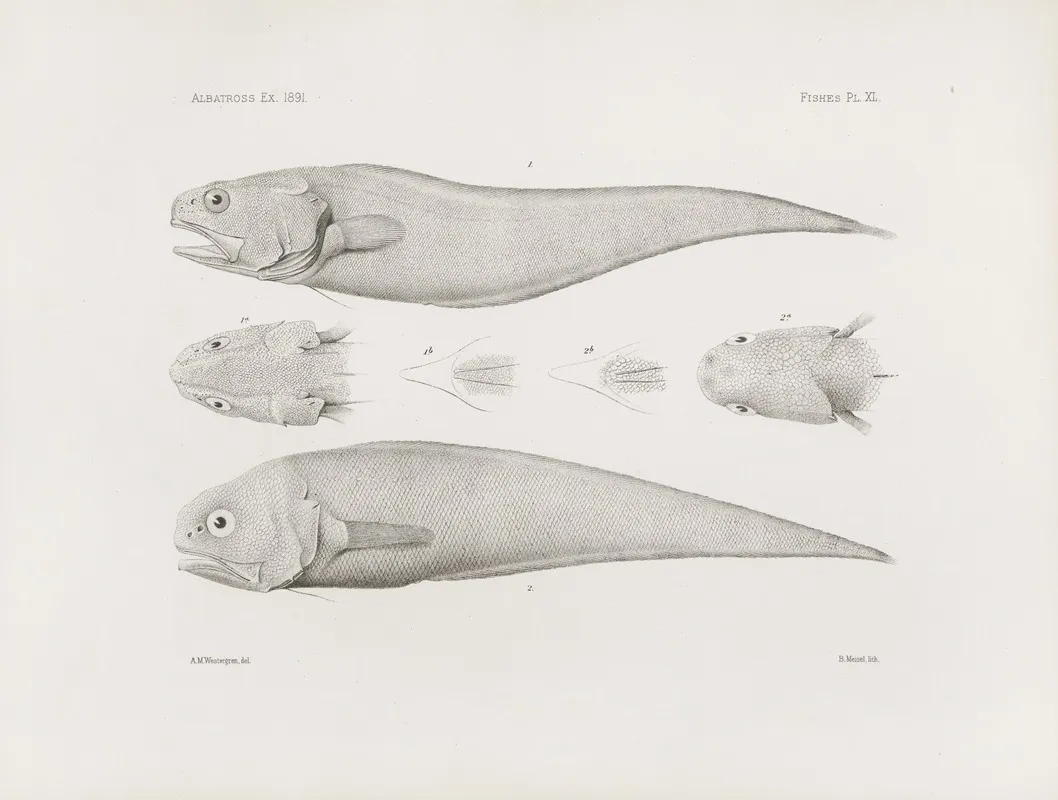 Memoirs Of The Museum Of Comparative Zoology At Harvard College Pl 40 Wall Art by Harvard University. Museum of Comparative Zoology - High-Resolution Digital Print