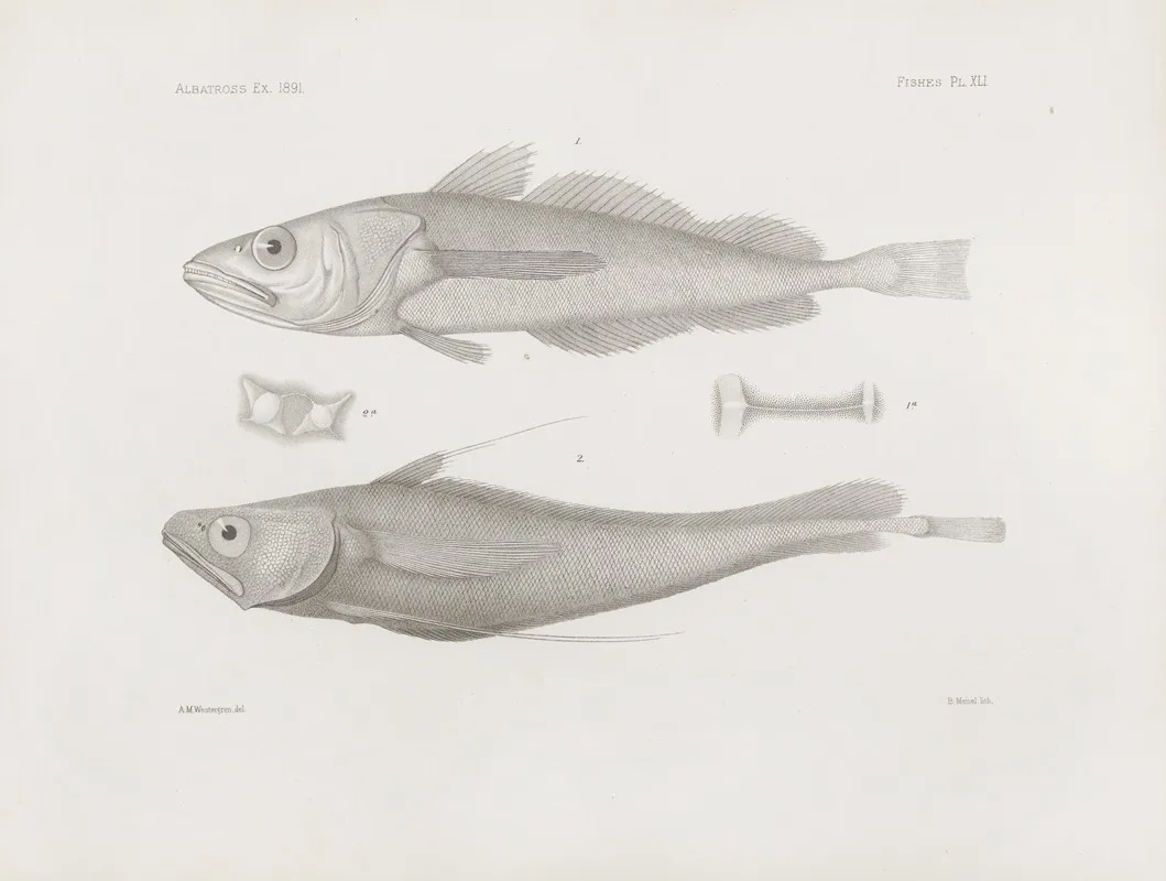 Memoirs Of The Museum Of Comparative Zoology At Harvard College Pl 41 Wall Art by Harvard University. Museum of Comparative Zoology - High-Resolution Digital Print