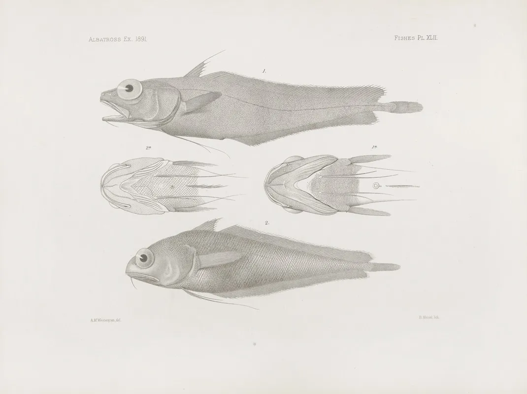 Memoirs Of The Museum Of Comparative Zoology At Harvard College Pl 42 Wall Art by Harvard University. Museum of Comparative Zoology - High-Resolution Digital Print