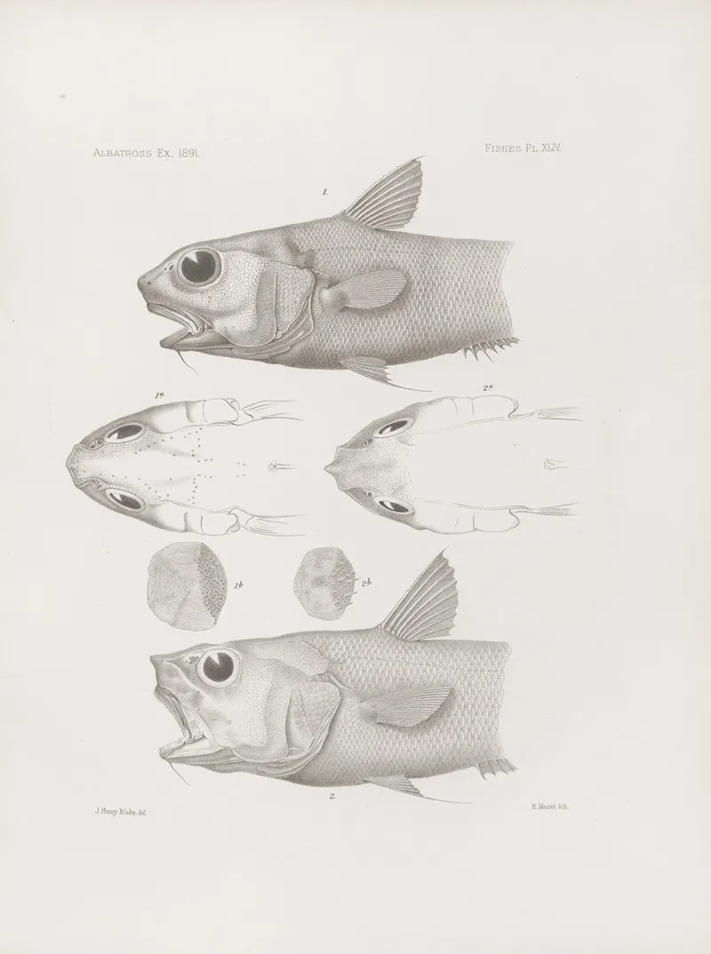 Memoirs Of The Museum Of Comparative Zoology At Harvard College Pl 44 Wall Art by Harvard University. Museum of Comparative Zoology - High-Resolution Digital Print