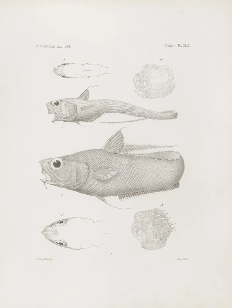Memoirs Of The Museum Of Comparative Zoology At Harvard College Pl 46 Wall Art by Harvard University. Museum of Comparative Zoology - High-Resolution Digital Print