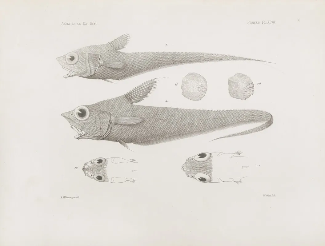 Memoirs Of The Museum Of Comparative Zoology At Harvard College Pl 47 Wall Art by Harvard University. Museum of Comparative Zoology - High-Resolution Digital Print