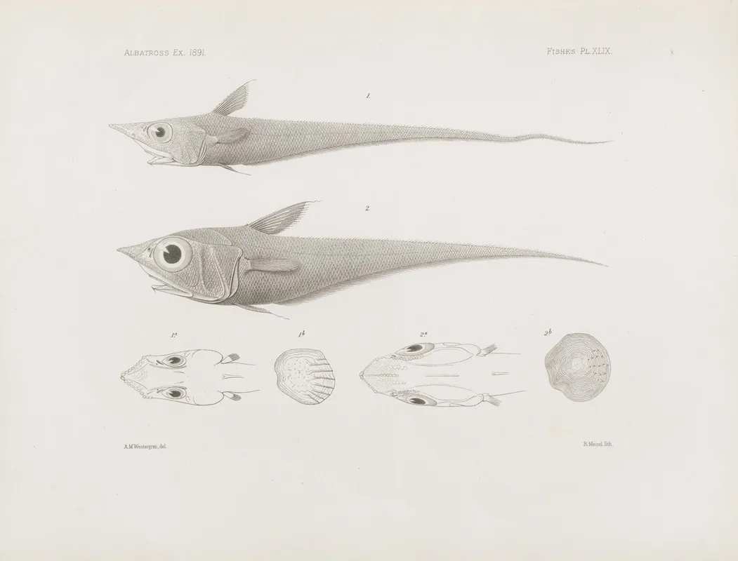 Memoirs Of The Museum Of Comparative Zoology At Harvard College Pl 49 Wall Art by Harvard University. Museum of Comparative Zoology - High-Resolution Digital Print
