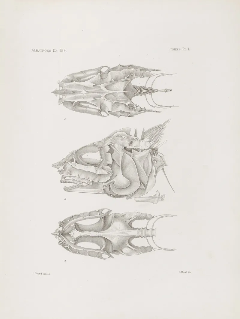 Memoirs Of The Museum Of Comparative Zoology At Harvard College Pl 50 Wall Art by Harvard University. Museum of Comparative Zoology - High-Resolution Digital Print