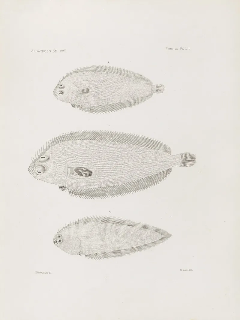Memoirs Of The Museum Of Comparative Zoology At Harvard College Pl 52 Wall Art by Harvard University. Museum of Comparative Zoology - High-Resolution Digital Print