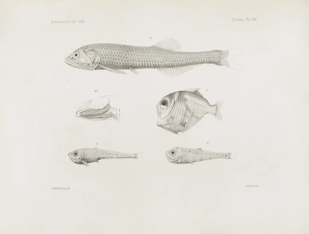 Memoirs Of The Museum Of Comparative Zoology At Harvard College Pl 53 Wall Art by Harvard University. Museum of Comparative Zoology - High-Resolution Digital Print