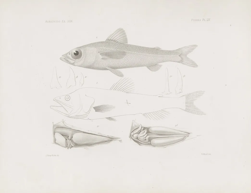 Memoirs Of The Museum Of Comparative Zoology At Harvard College Pl 54 Wall Art by Harvard University. Museum of Comparative Zoology - High-Resolution Digital Print