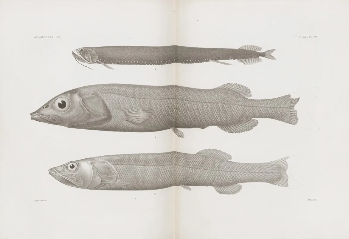 Memoirs Of The Museum Of Comparative Zoology At Harvard College Pl 57 Wall Art by Harvard University. Museum of Comparative Zoology - High-Resolution Digital Print