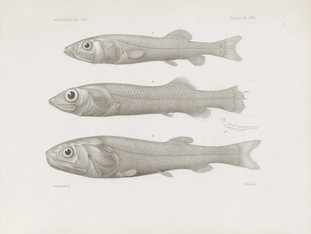 Memoirs Of The Museum Of Comparative Zoology At Harvard College Pl 58 Wall Art by Harvard University. Museum of Comparative Zoology - High-Resolution Digital Print