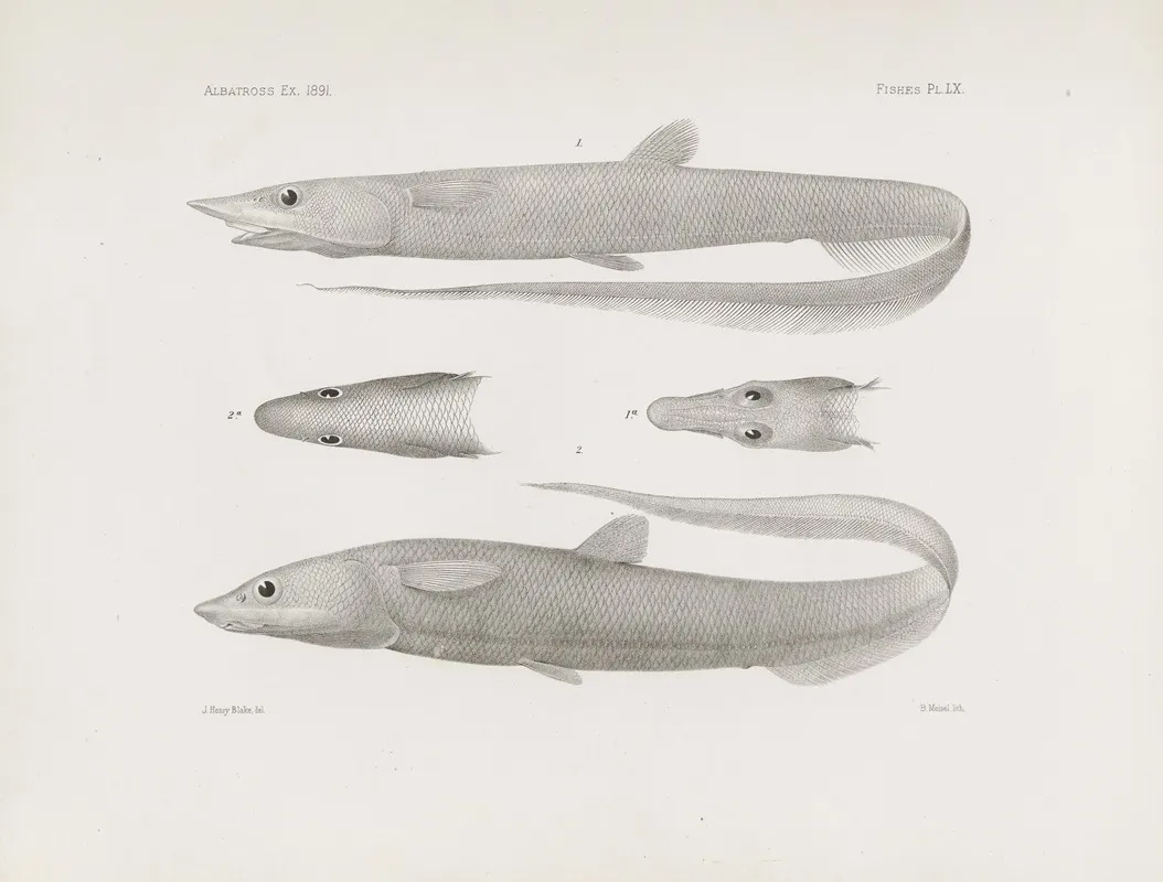 Memoirs Of The Museum Of Comparative Zoology At Harvard College Pl 60 Wall Art by Harvard University. Museum of Comparative Zoology - High-Resolution Digital Print
