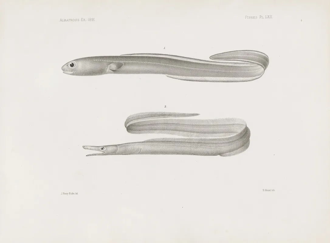 Memoirs Of The Museum Of Comparative Zoology At Harvard College Pl 62 Wall Art by Harvard University. Museum of Comparative Zoology - High-Resolution Digital Print