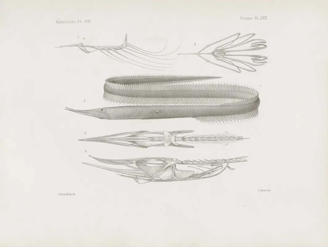 Memoirs Of The Museum Of Comparative Zoology At Harvard College Pl 63 Wall Art by Harvard University. Museum of Comparative Zoology - High-Resolution Digital Print