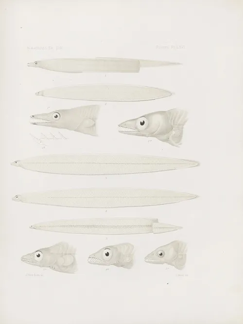 Memoirs Of The Museum Of Comparative Zoology At Harvard College Pl 66 Wall Art by Harvard University. Museum of Comparative Zoology - High-Resolution Digital Print