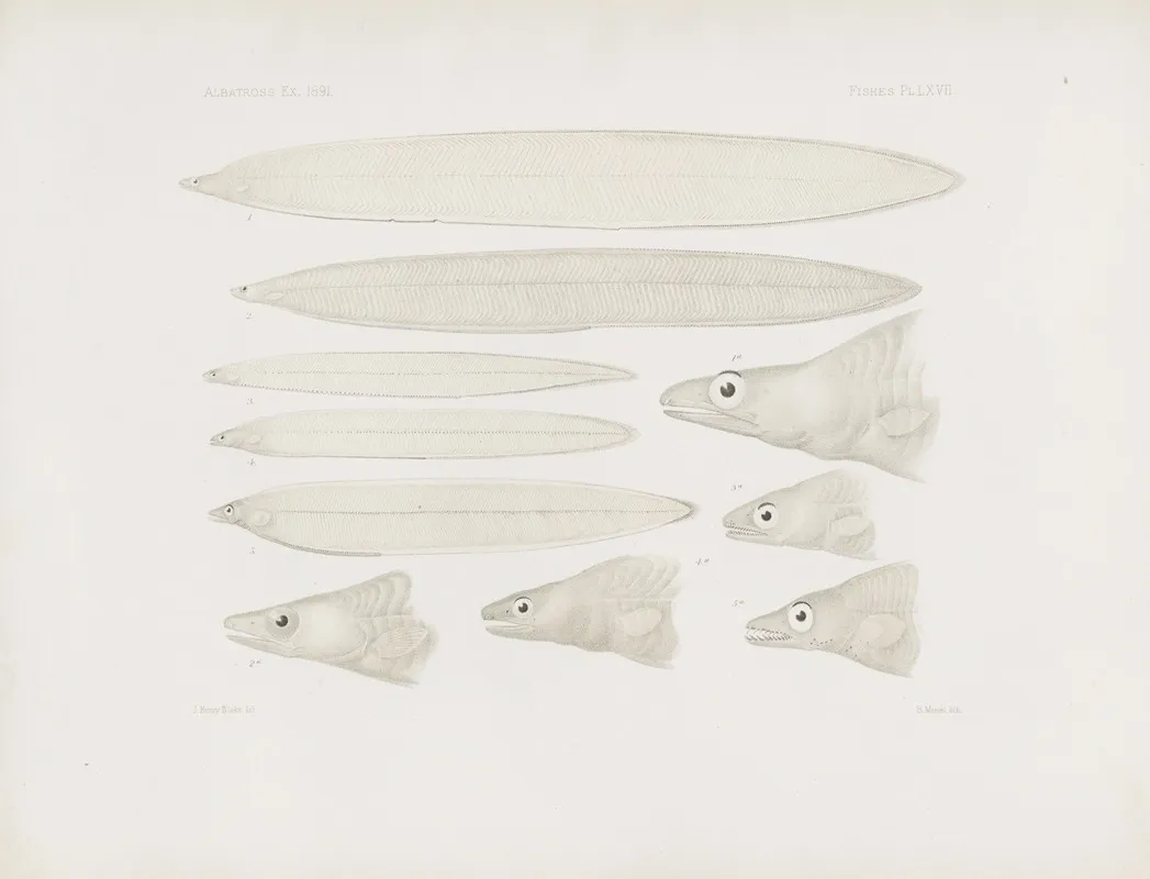 Memoirs Of The Museum Of Comparative Zoology At Harvard College Pl 67 Wall Art by Harvard University. Museum of Comparative Zoology - High-Resolution Digital Print