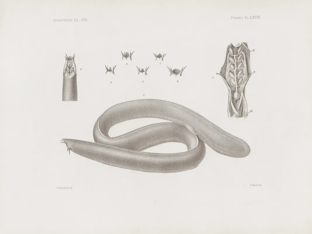 Memoirs Of The Museum Of Comparative Zoology At Harvard College Pl 68 Wall Art by Harvard University. Museum of Comparative Zoology - High-Resolution Digital Print