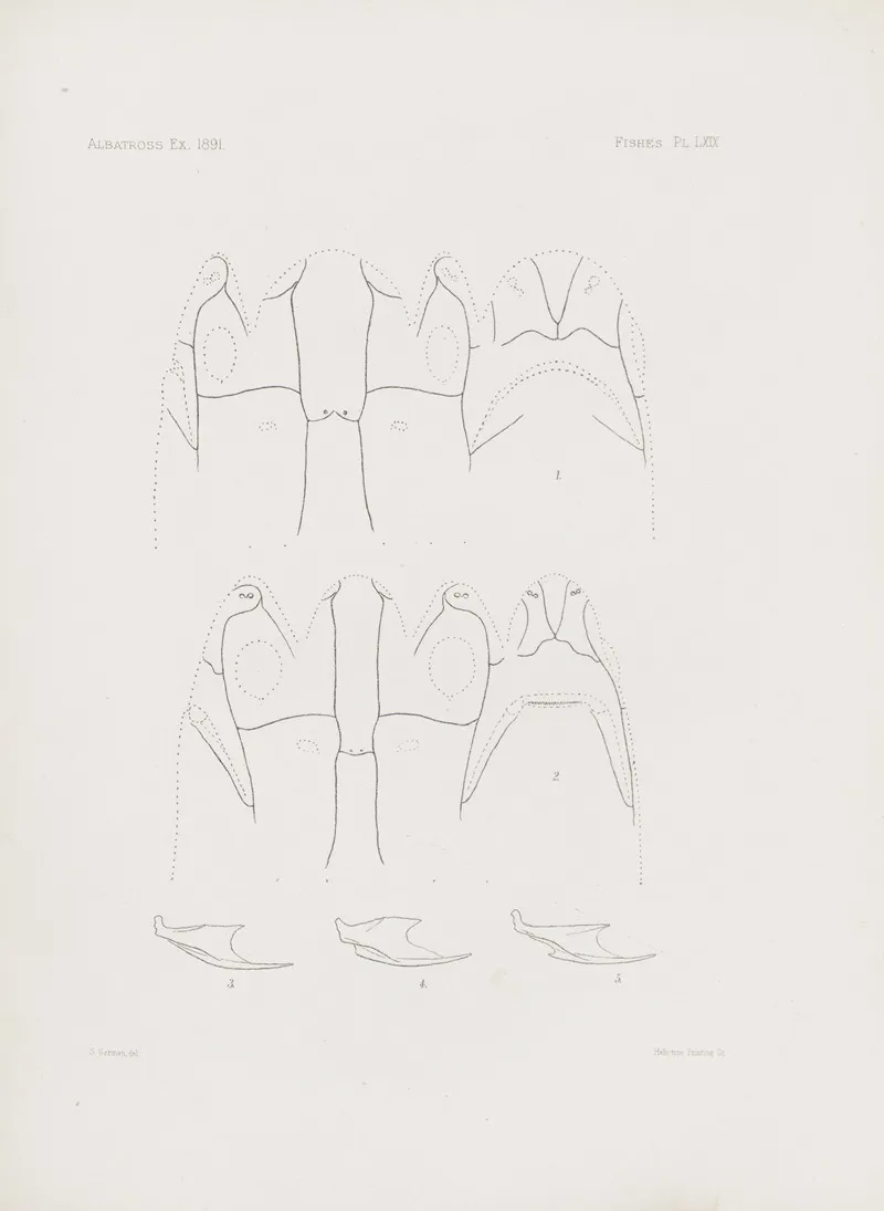 Memoirs Of The Museum Of Comparative Zoology At Harvard College Pl 69 Wall Art by Harvard University. Museum of Comparative Zoology - High-Resolution Digital Print