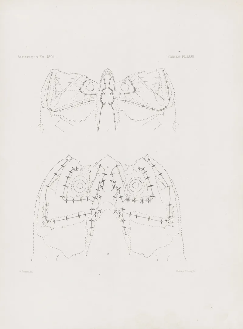Memoirs Of The Museum Of Comparative Zoology At Harvard College Pl 72 Wall Art by Harvard University. Museum of Comparative Zoology - High-Resolution Digital Print