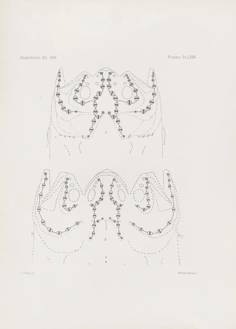 Memoirs Of The Museum Of Comparative Zoology At Harvard College Pl 74 Wall Art by Harvard University. Museum of Comparative Zoology - High-Resolution Digital Print
