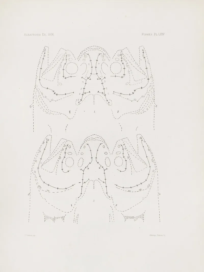 Memoirs Of The Museum Of Comparative Zoology At Harvard College Pl 75 Wall Art by Harvard University. Museum of Comparative Zoology - High-Resolution Digital Print