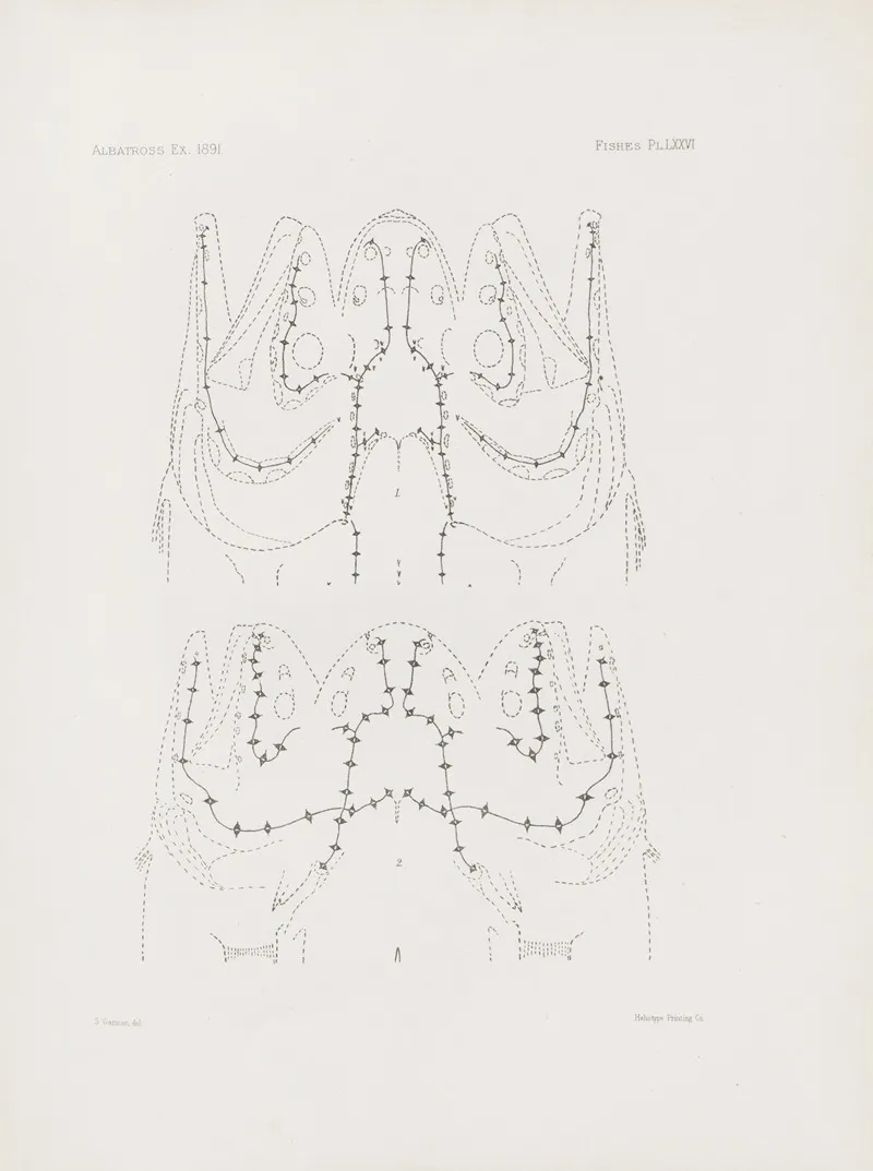 Memoirs Of The Museum Of Comparative Zoology At Harvard College Pl 76 Wall Art by Harvard University. Museum of Comparative Zoology - High-Resolution Digital Print