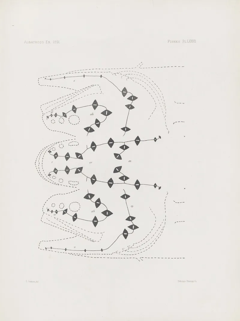 Memoirs Of The Museum Of Comparative Zoology At Harvard College Pl 77 Wall Art by Harvard University. Museum of Comparative Zoology - High-Resolution Digital Print