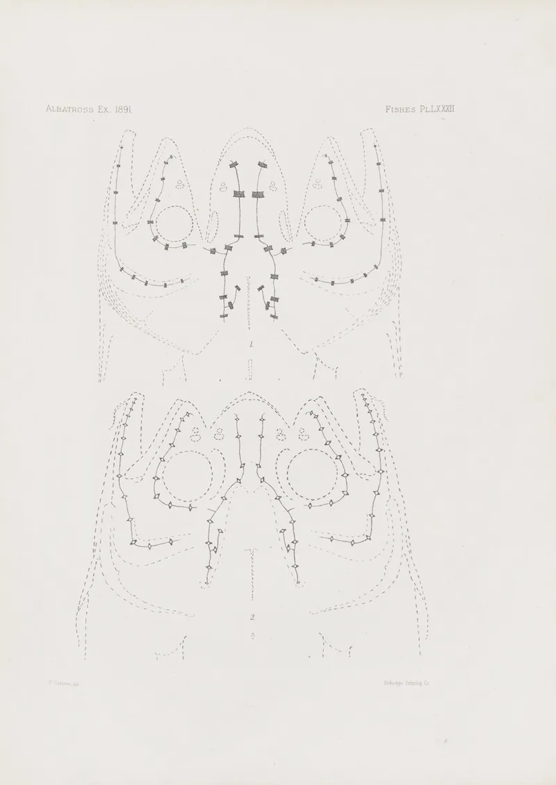 Memoirs Of The Museum Of Comparative Zoology At Harvard College Pl 82 Wall Art by Harvard University. Museum of Comparative Zoology - High-Resolution Digital Print