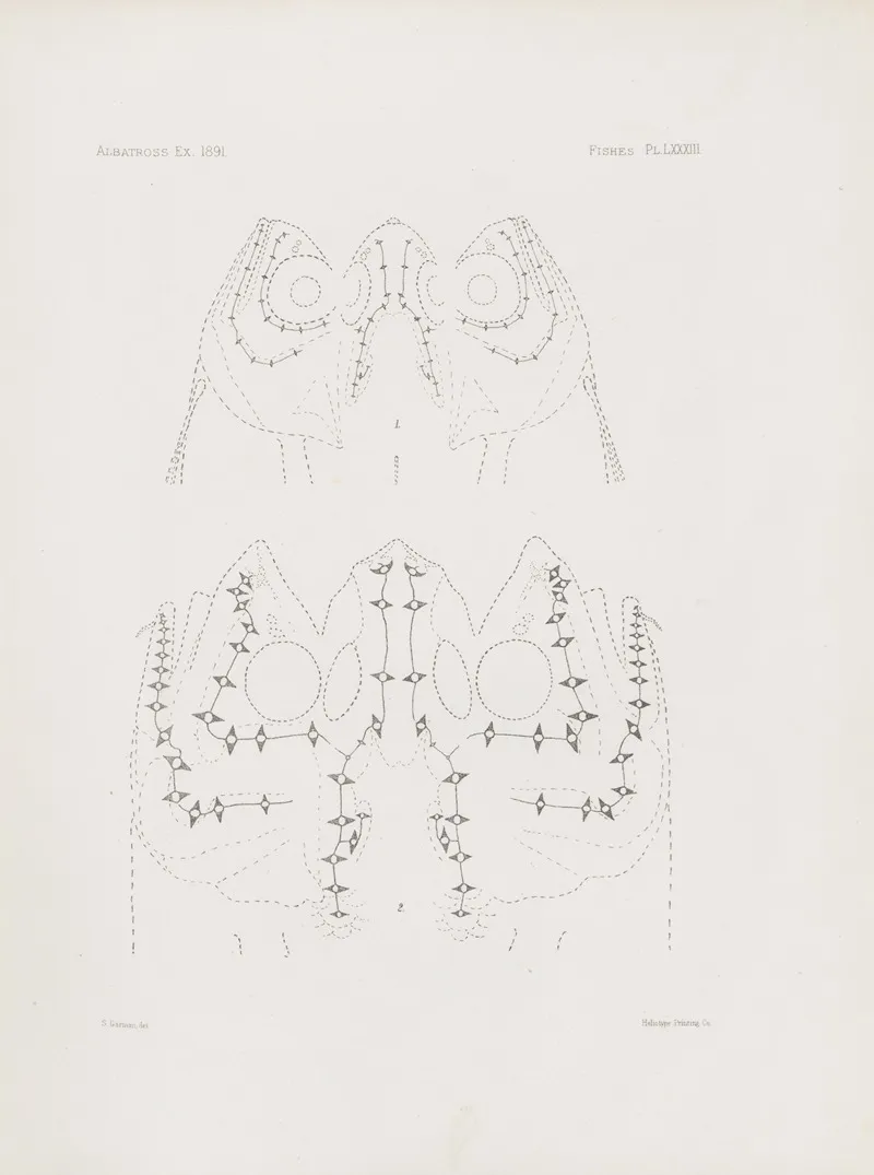 Memoirs Of The Museum Of Comparative Zoology At Harvard College Pl 83 Wall Art by Harvard University. Museum of Comparative Zoology - High-Resolution Digital Print