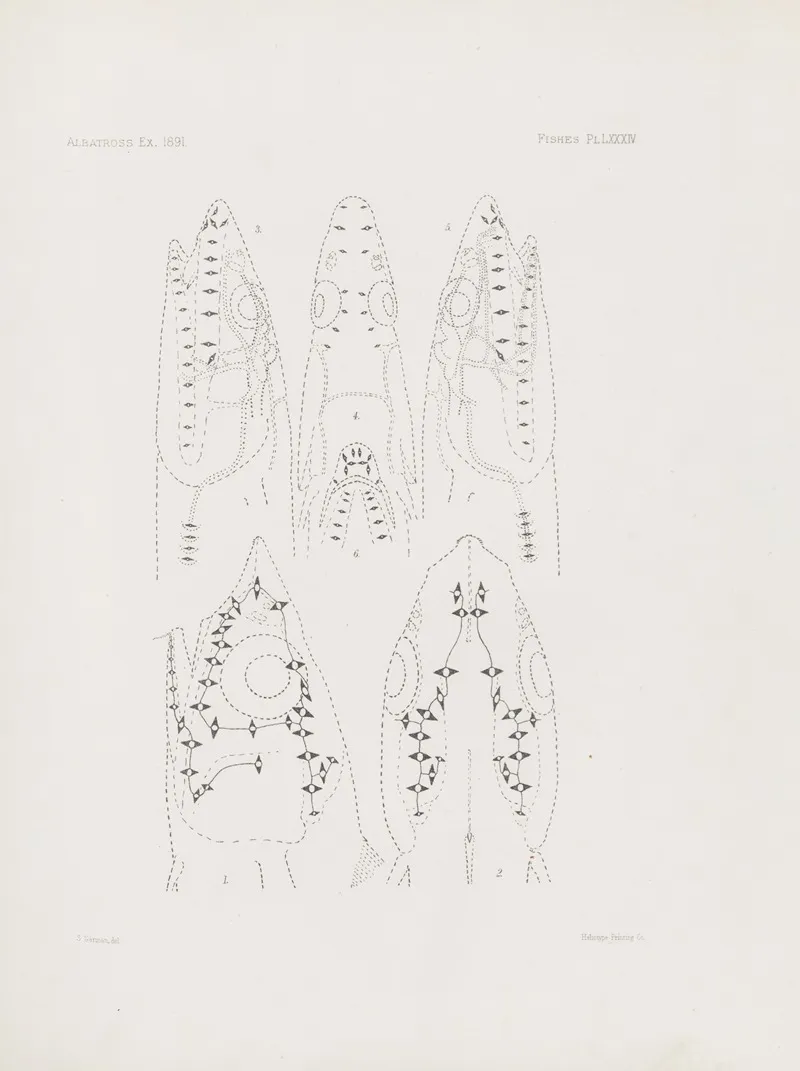Memoirs Of The Museum Of Comparative Zoology At Harvard College Pl 84 Wall Art by Harvard University. Museum of Comparative Zoology - High-Resolution Digital Print