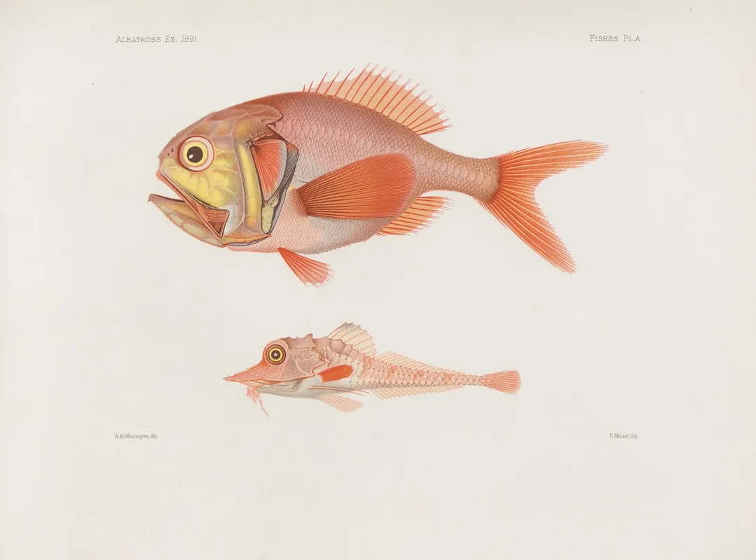 Memoirs Of The Museum Of Comparative Zoology At Harvard College Pl 85 Wall Art by Harvard University. Museum of Comparative Zoology - High-Resolution Digital Print