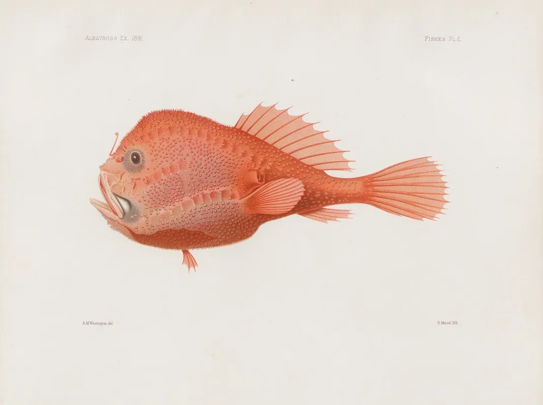 Memoirs Of The Museum Of Comparative Zoology At Harvard College Pl 87 Wall Art by Harvard University. Museum of Comparative Zoology - High-Resolution Digital Print