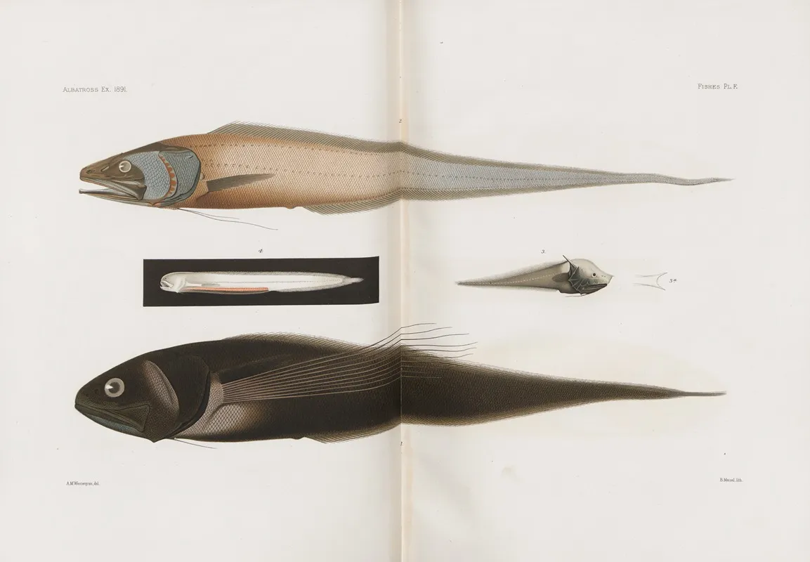 Memoirs Of The Museum Of Comparative Zoology At Harvard College Pl 90 Wall Art by Harvard University. Museum of Comparative Zoology - High-Resolution Digital Print