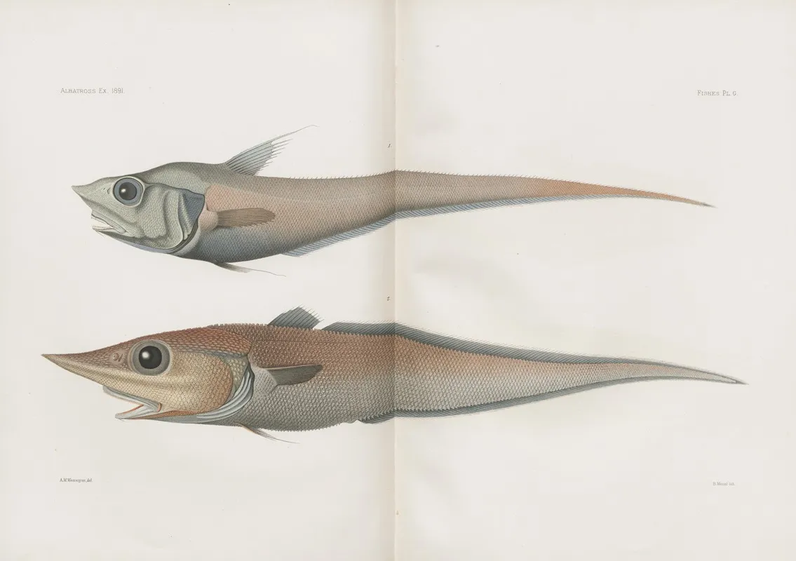 Memoirs Of The Museum Of Comparative Zoology At Harvard College Pl 91 Wall Art by Harvard University. Museum of Comparative Zoology - High-Resolution Digital Print