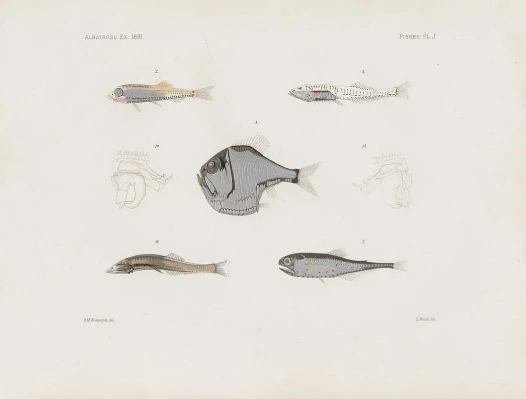 Memoirs Of The Museum Of Comparative Zoology At Harvard College Pl 93 Wall Art by Harvard University. Museum of Comparative Zoology - High-Resolution Digital Print