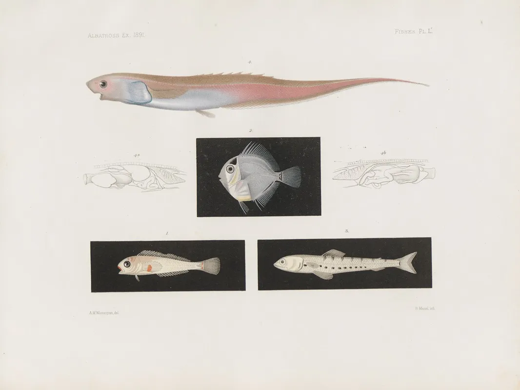 Memoirs Of The Museum Of Comparative Zoology At Harvard College Pl 95 Wall Art by Harvard University. Museum of Comparative Zoology - High-Resolution Digital Print