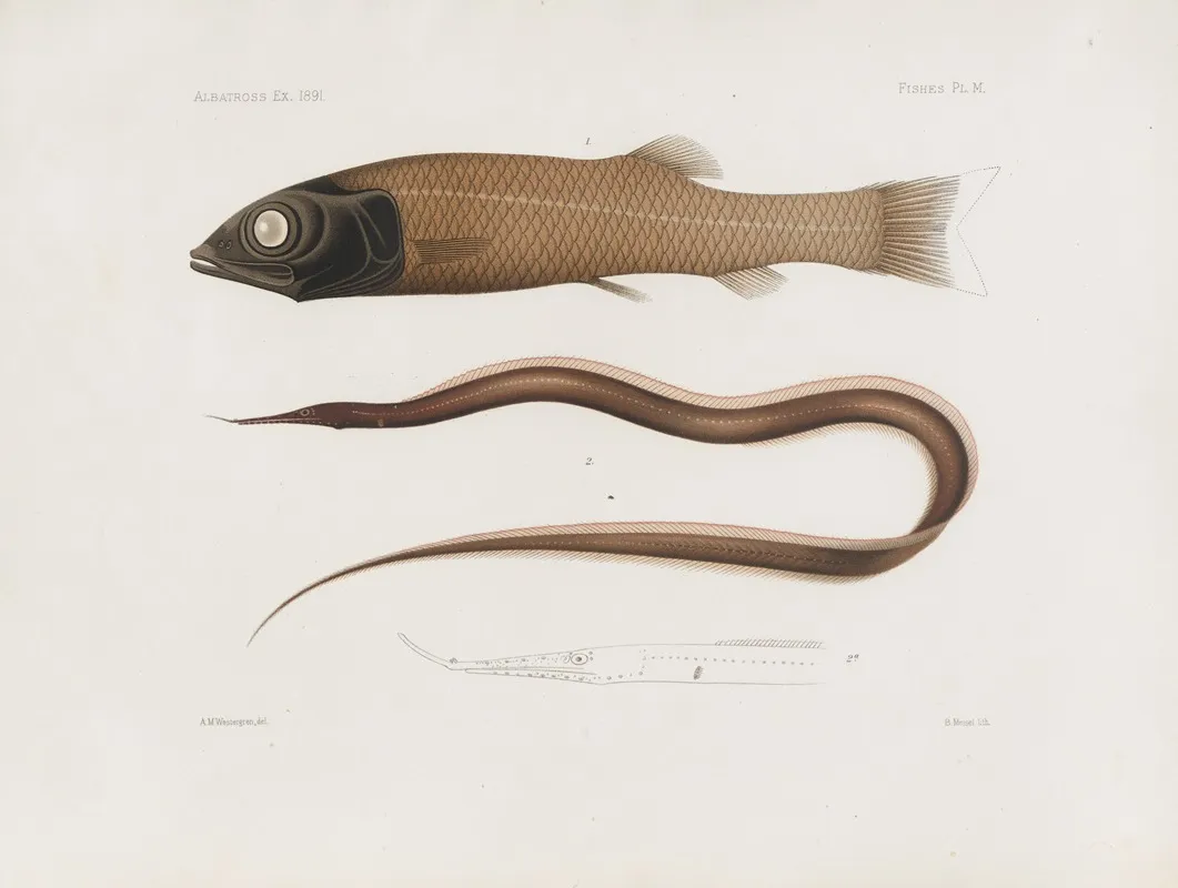Memoirs Of The Museum Of Comparative Zoology At Harvard College Pl 96 Wall Art by Harvard University. Museum of Comparative Zoology - High-Resolution Digital Print