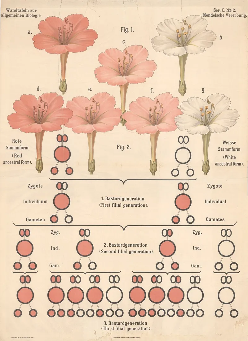 Mendelian Inheritance 2 Wall Art by Valentin Haecker - High-Resolution Digital Print