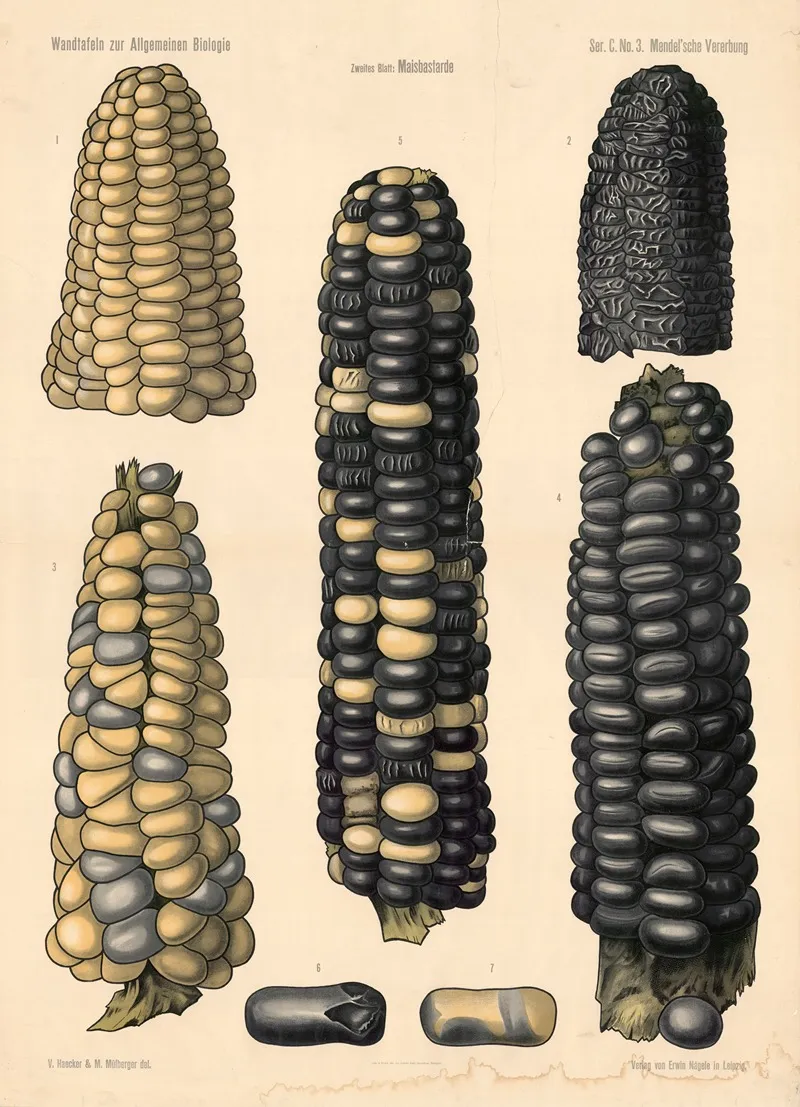 Mendelian Inheritance Wall Art by Valentin Haecker - High-Resolution Digital Print
