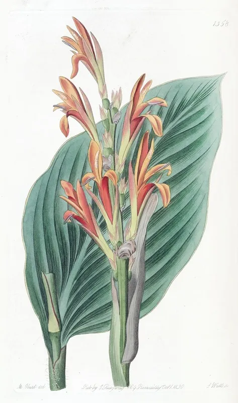 Mendoza Canna Wall Art by Sydenham Edwards - High-Resolution Digital Print