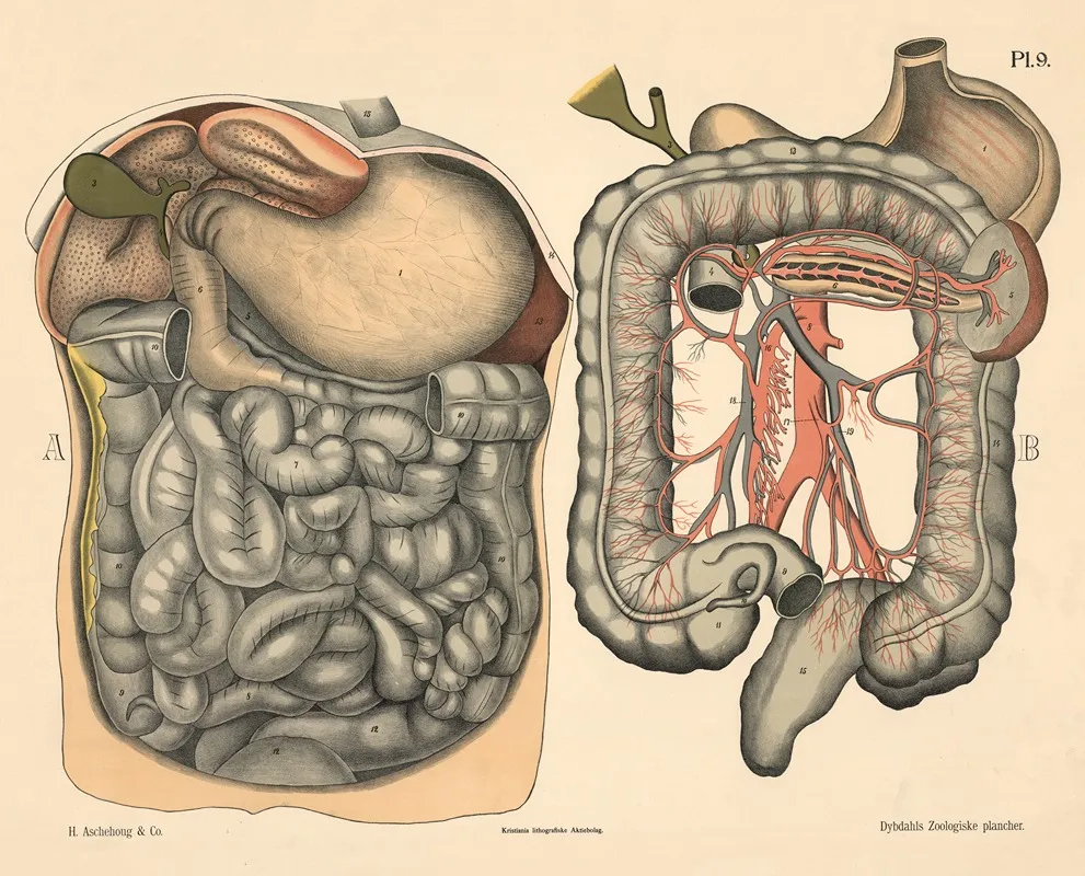 Mennesket Fordoelsesorganer Wall Art by Peter Dybdahl - High-Resolution Digital Print