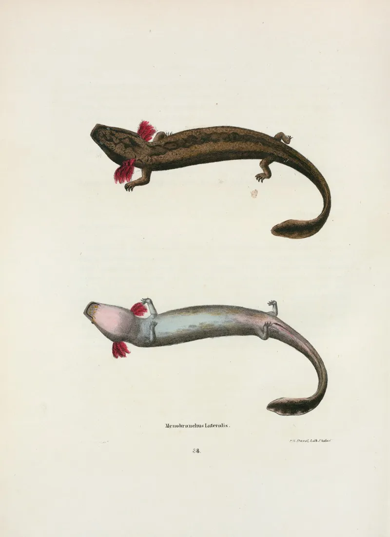 Menobranchus Lateralis 2 Wall Art by John Edwards Holbrook - High-Resolution Digital Print